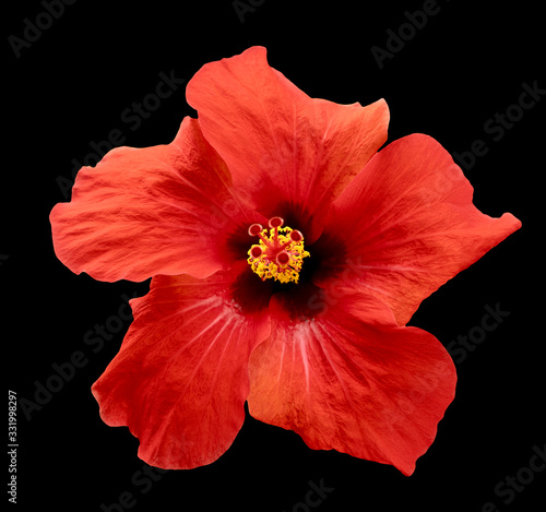 Surreal red Chinese rose isolated on black. High detailed macro photo
