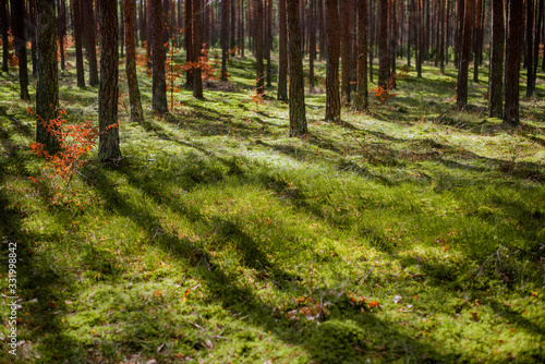 Trunks of pine trees among among green grass in the forest