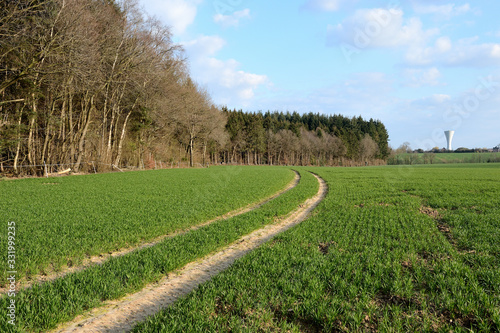 Foto Champ de blé en bordure de forêt