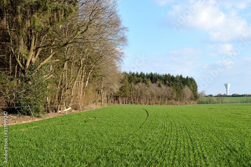Bild auf Leinwand Champ de blé en bordure de forêt