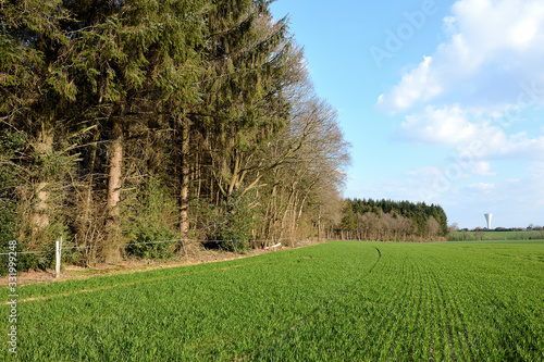 Foto Champ de blé en bordure de forêt