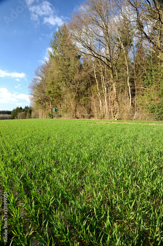 Foto Champ de blé en bordure de forêt