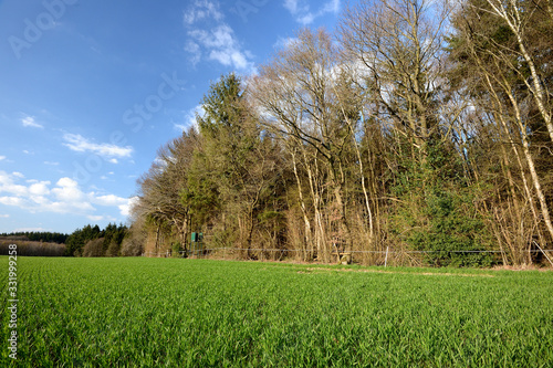 Bild auf Leinwand Champ de blé en bordure de forêt