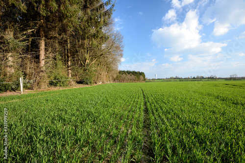 Foto Champ de blé en bordure de forêt