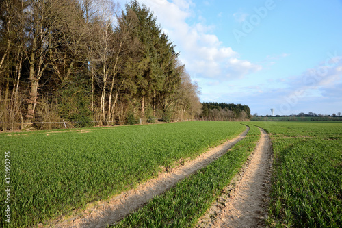 Bild auf Leinwand Champ de blé en bordure de forêt