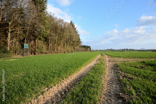 Bild auf Leinwand Champ de blé en bordure de forêt