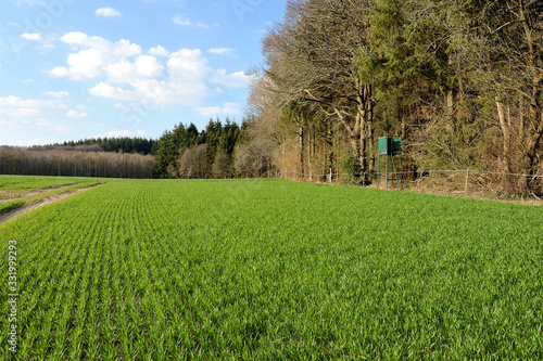 Bild auf Leinwand Champ de blé en bordure de forêt