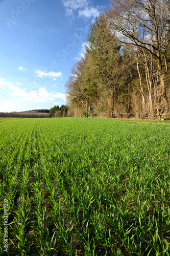 Bild auf Leinwand Champ de blé en bordure de forêt