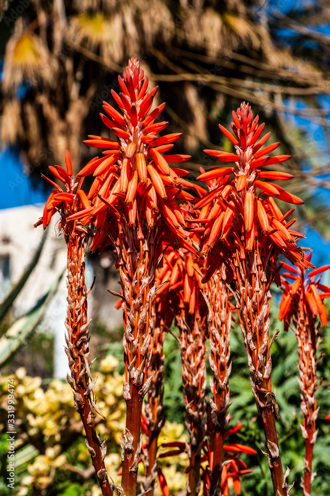 Many people call spring Cyprus a Paradise on earth. Flowers cover the mountain slopes, trees and green lawns. This beauty can be repeated only next spring. Many people call spring Cyprus a Paradise on earth. Flowers cover the mountain slopes, trees and green lawns. This beauty can be repeated only next spring.