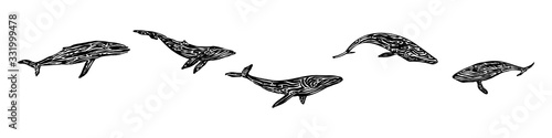 Endangered ancient whale set. Hand drawn animal prints graphic vector illustration, black isolated on white background painted by ink
