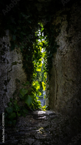 Sunlit Ivy Leaves Over an Ancient Church Window, Ireland