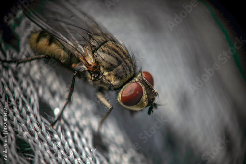 Housefly  have a single pair of membranous wings. They have red eyes, set farther apart in the slightly larger female. It is the most common fly species found in houses they  are in the bug family 