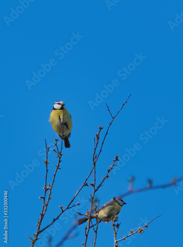 Great tit on a branch. Paride photo