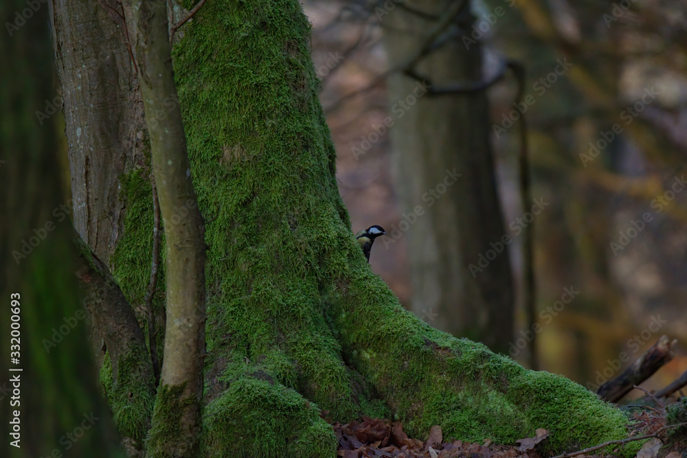 Fototapeta premium Bird on the ground. Bird on a branch. Great tit on a branch. Paride