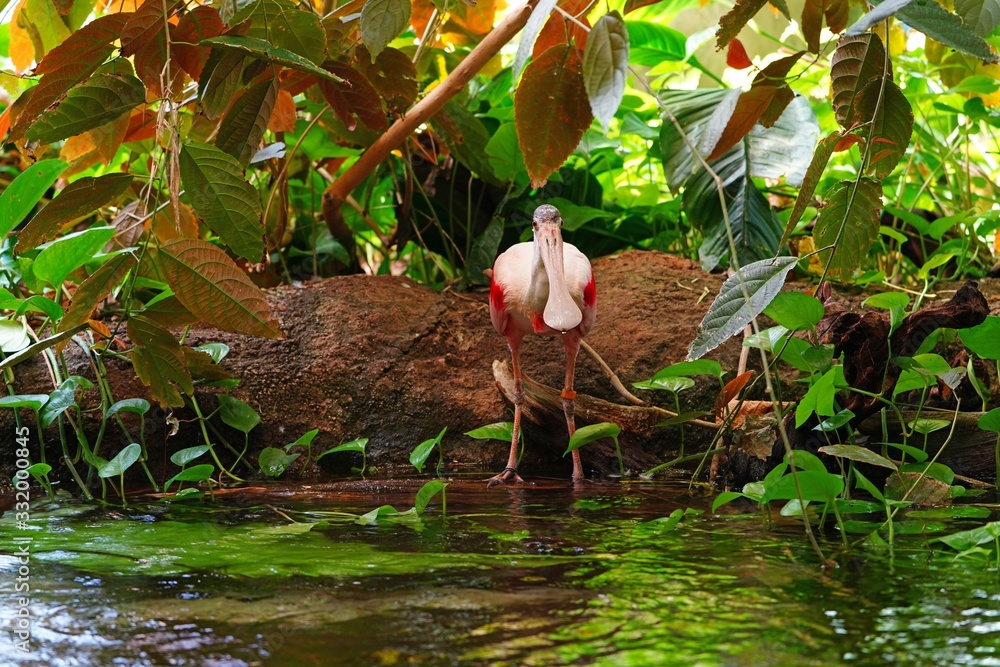 Obraz premium A pink roseate spoonbill bird