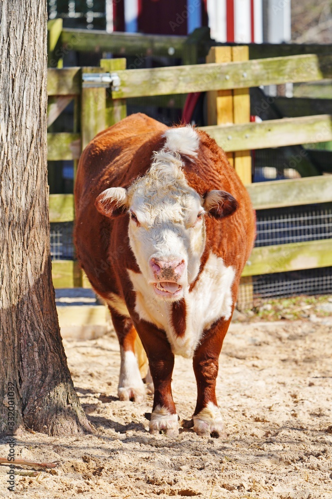 A white and brown cow