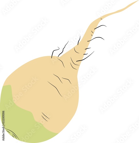 Vector illustration of radish in cartoon simple flat style isolated on white background.