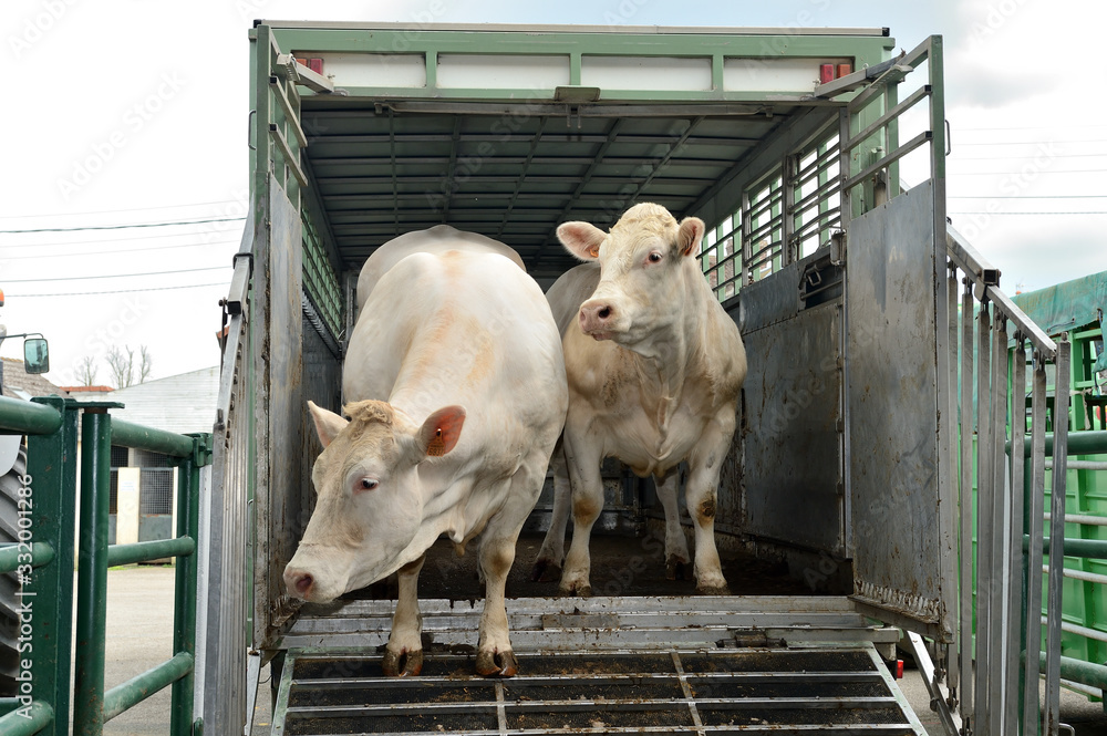 Chargement bovins dans camion transport d'animaux