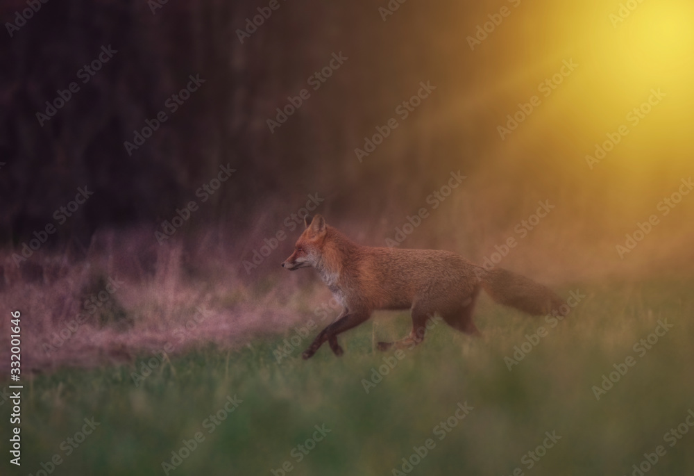 Jackal in the forest