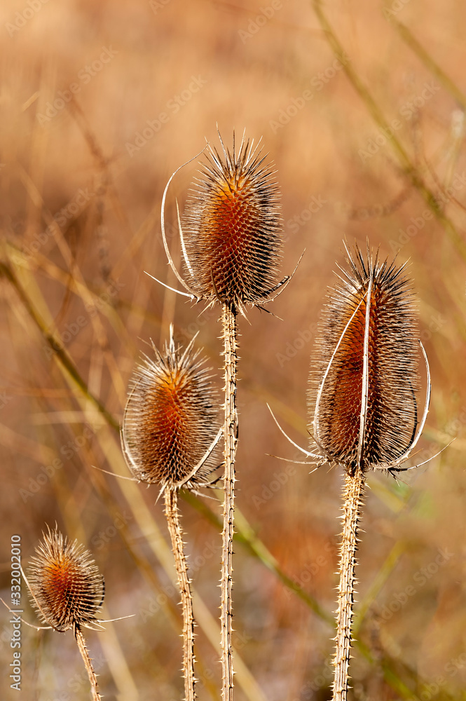 Obraz premium Teasel Seed Pods Dipsacus fullonum 