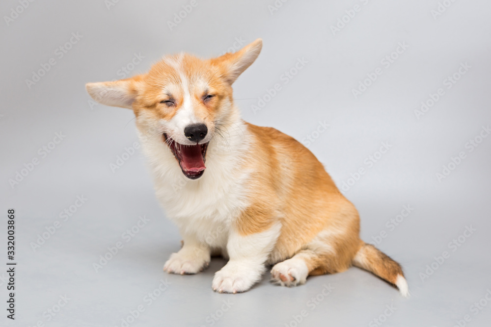 Pembroke Corgi puppy laughs merrily