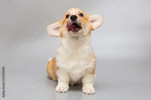 Bild auf Leinwand Pembroke Corgi puppy licks its lips