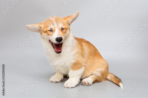 Pembroke Corgi puppy laughs merrily © Okssi