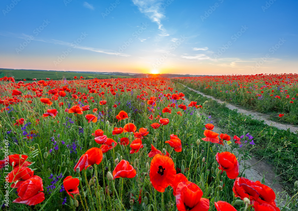 Obraz premium Wiosenny krajobraz kwiat