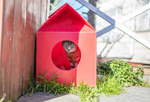 Photography Cat cabin stands on street for stray cats