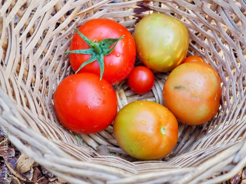 delicious farm fresh organic ripe tomatoes in basket
