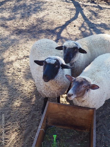 multiple blackface holly sheep looking up by trough on rural farm