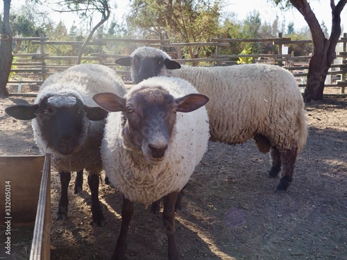 black faced wooly sheep looking at camera on farm with sun