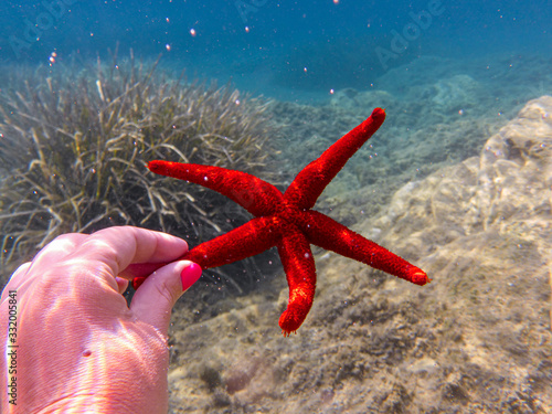 Female hand holding a living red starfish - underwater life off the Kastos island coast, Ionian Sea, Greece in summer. photo