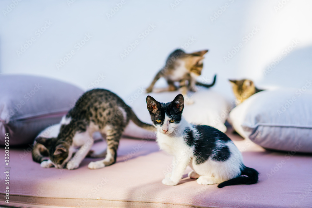 Multicolor homeless kittens playing in the morning light