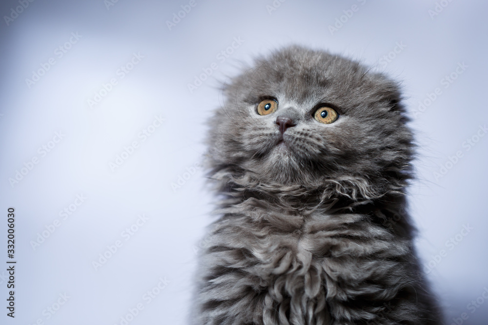 little british fold kitten with gray hair on white background