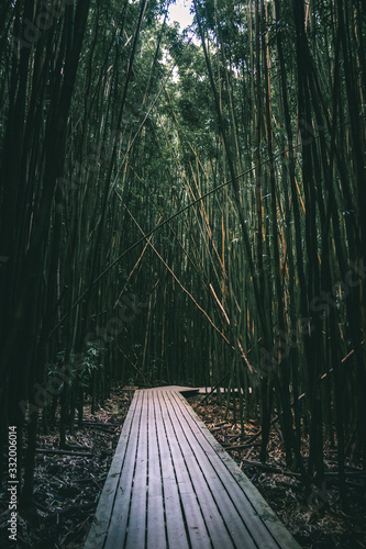 rainforest