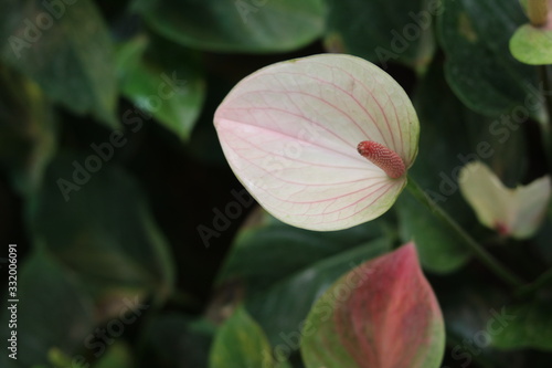 white Anthurium flower