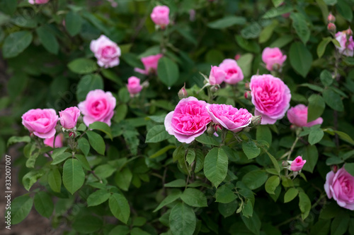Wallpaper Mural Big bush of tea rose in the garden Torontodigital.ca