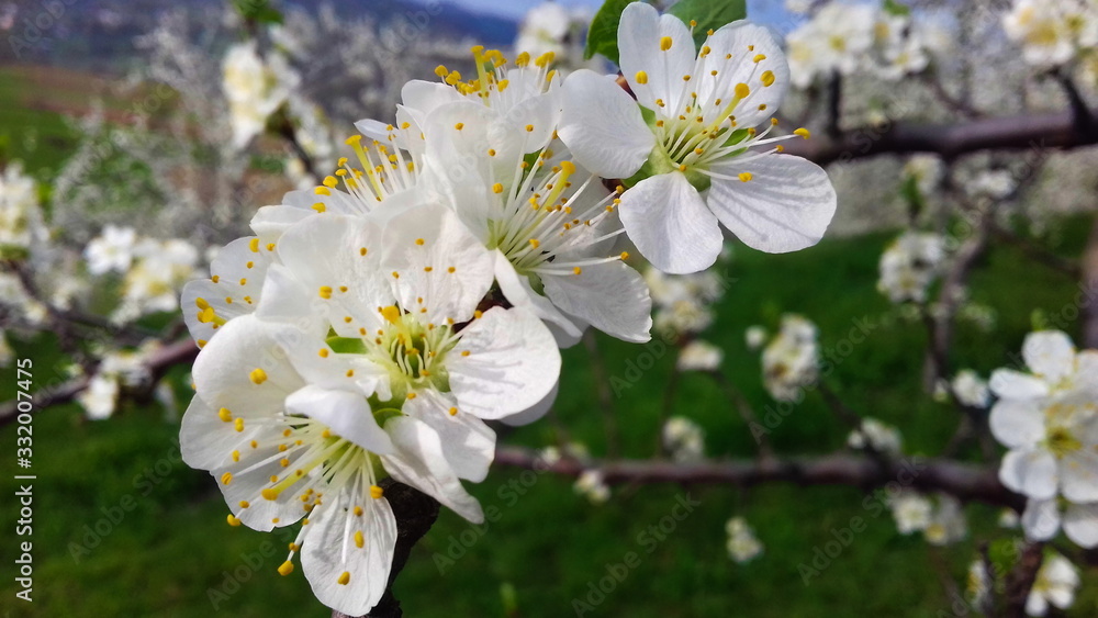 plum flowers in spring, white plum blossoms