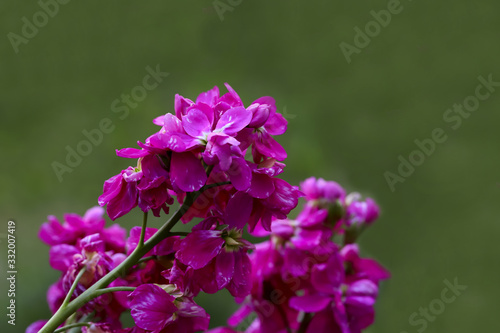 şebboy çiçeği ; Erysimum, Matthiola