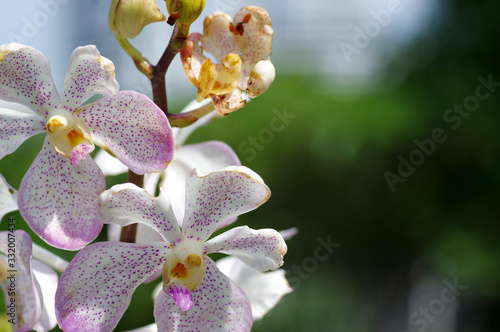 Photography Jardin des Orchidées, Le Jardin botanique de Perdana, Tun Abdul Razak Heritage P