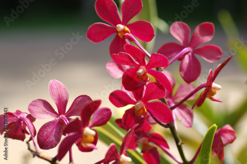 Photography Jardin des Orchidées, Le Jardin botanique de Perdana, Tun Abdul Razak Heritage P