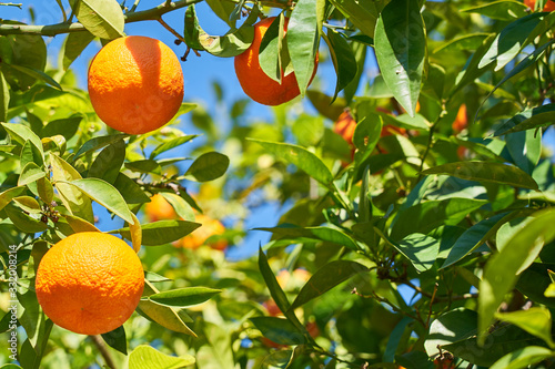 Oranges on the orange tree against a clear blue sky.