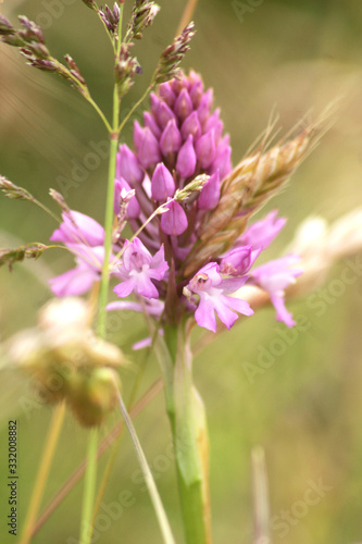 Orchis pyramidale 