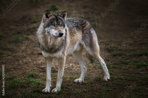 Europ  ischer Grauwolf - Wolf im Wald