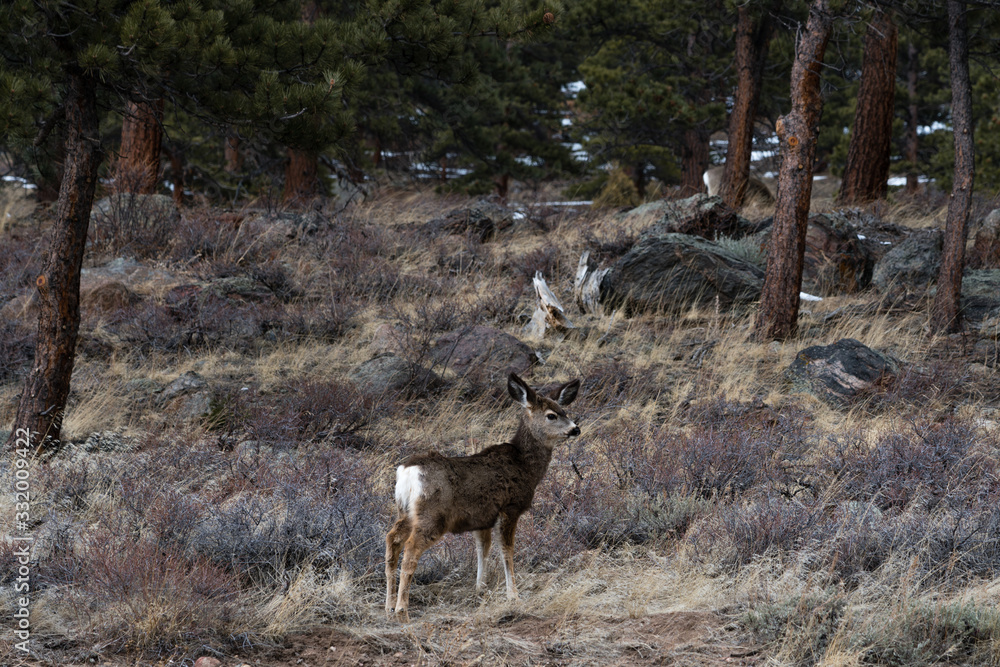 Young Mule Deer in Colorado Young Mule Deer in Colorado