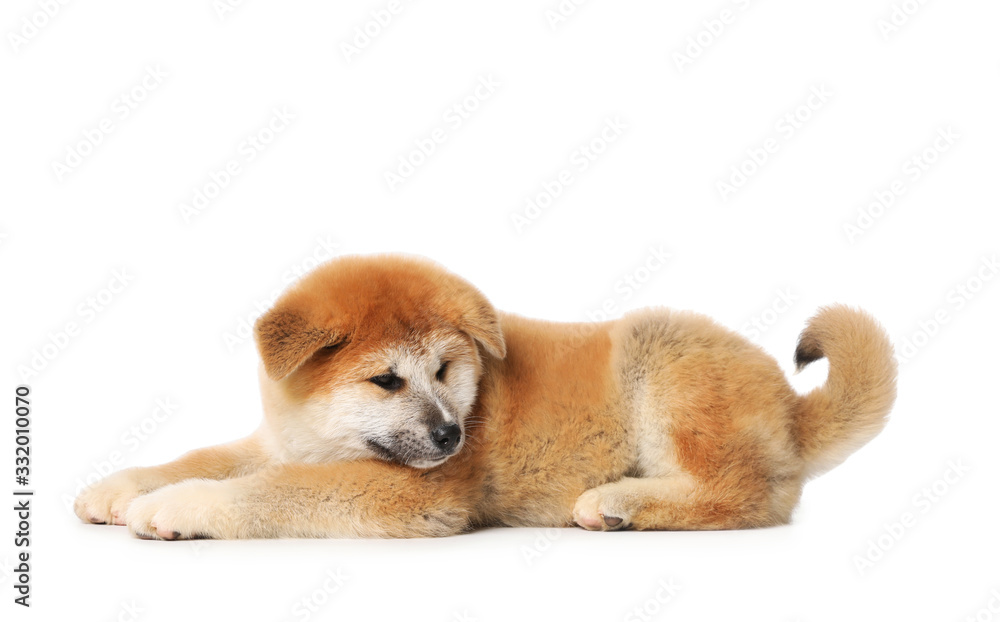 Cute Akita Inu puppy on white background. Baby animal Cute Akita Inu puppy on white background. Baby animal