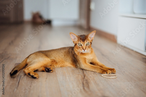 Young purebred abyssinian cat playing and jumping.