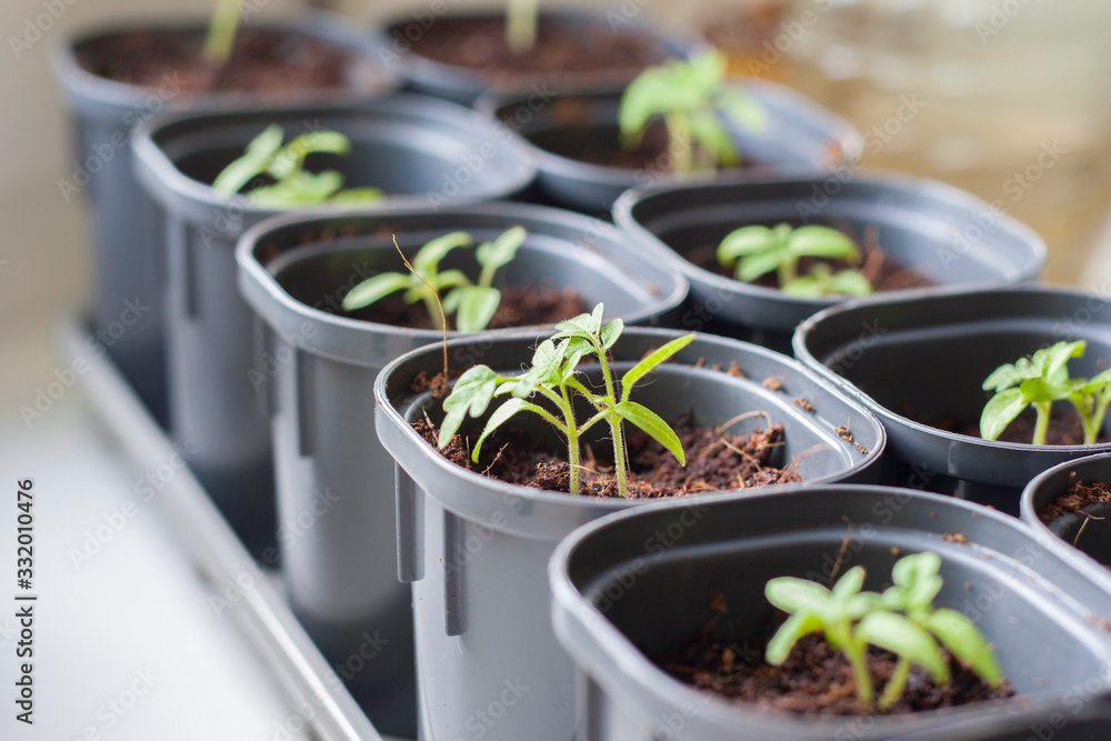 seedlings of vegetables on the windowsill seedlings of vegetables on the windowsill
