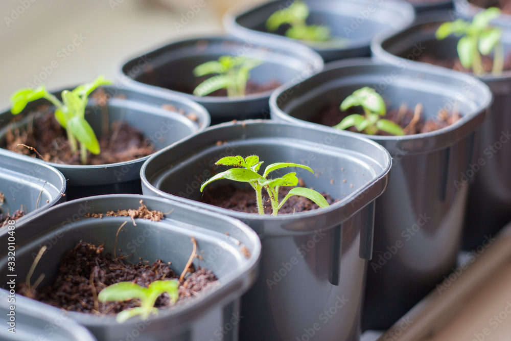 seedlings of vegetables on the windowsill seedlings of vegetables on the windowsill